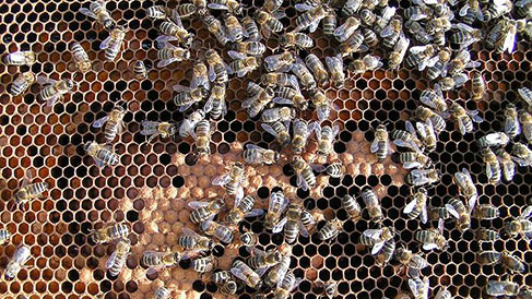 Naše včely