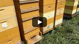 26. 5. 2018: V úlech už je letošní med