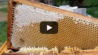 12. 5. 2023: Včely mají první letošní med